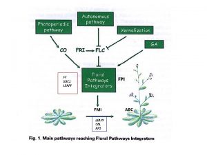 FT SOC 1 LEAFY FPI FMI LEAFY CAL