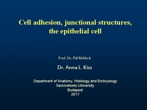 Cell adhesion junctional structures the epithelial cell Prof