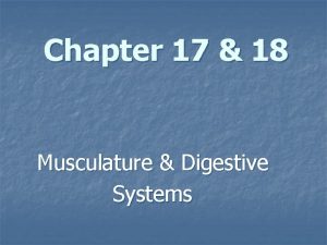 Chapter 17 18 Musculature Digestive Systems The Musculature