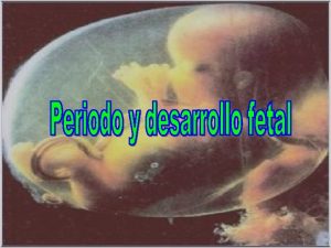 Periodo Fetal Placenta Cigoto Embrin Mara Paz Contreras