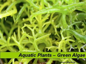 Aquatic Plants Green Algae www onacd ca Green