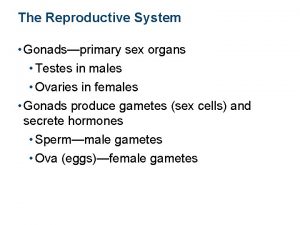 The Reproductive System Gonadsprimary sex organs Testes in