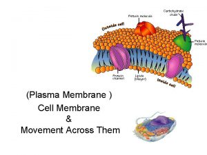 Plasma Membrane Cell Membrane Movement Across Them One