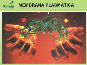 MEMBRANA PLASMTICA MEMBRANA PLASMTICA Funes Composio Qumica Propriedades