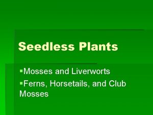 Seedless Plants Mosses and Liverworts Ferns Horsetails and