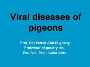 Viral diseases of pigeons Prof Dr Wafaa Abd