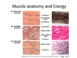 Muscle anatomy and Energy Muscle Layers SARCOLEMMA Sarcolemma