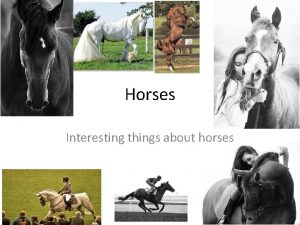 Horses Interesting things about horses This power point