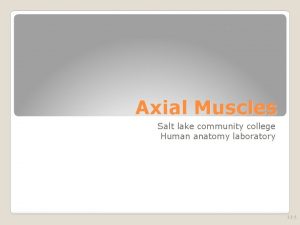 Axial Muscles Salt lake community college Human anatomy