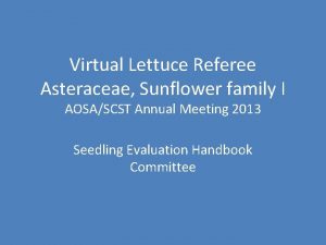 Virtual Lettuce Referee Asteraceae Sunflower family I AOSASCST