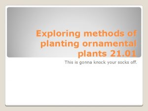 Exploring methods of planting ornamental plants 21 01