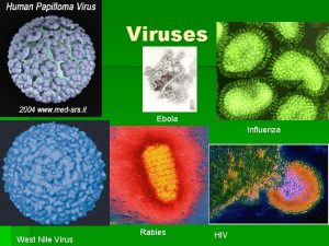 Viruses Ebola Influenza West Nile Virus Rabies HIV