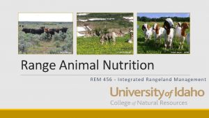 K Launchbaugh Susan Boyer USDA Range Animal Nutrition