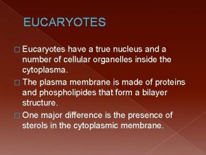 EUCARYOTES Eucaryotes have a true nucleus and a