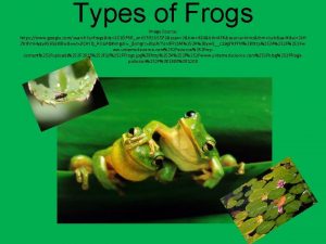Types of Frogs Image Source https www google