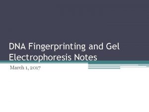 DNA Fingerprinting and Gel Electrophoresis Notes March 1