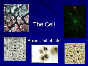 The Cell Basic Unit of Life The Cell