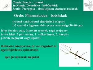 Classis Insecta rovarok Subclassis Dicondylea ktbtykek Sectio Pterygota