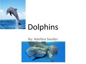 Dolphins By Adelina Sauder About the Dolphin v