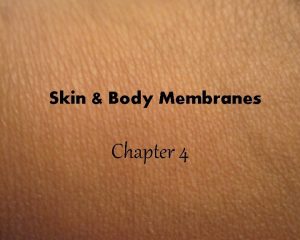 Skin Body Membranes Chapter 4 Classification of Body