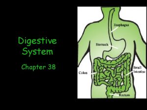 Digestive System Chapter 38 Function Breaks down food