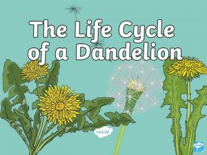 Dandelions go through many changes throughout their life