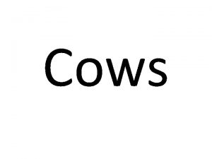 Cows Cattle Breeds There are more than 800