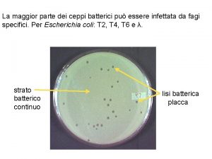 La maggior parte dei ceppi batterici pu essere