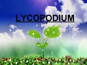 LYCOPODIUM INTRODUCTION The modern representatives are small and