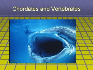 Chordates and Vertebrates Chordates The notochord is an