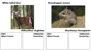 Whitetailed deer Grasshopper mouse Odocoileus virginiaus PREY What