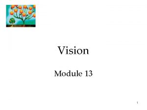 Vision Module 13 1 Vision The Stimulus Input
