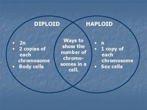 DIPLOID 2 n 2 copies of each chromosome