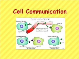 Cell Communication Overview The Cellular Internet Celltocell communication