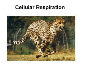 Cellular Respiration Chemical Potential Energy CATABOLISM ENERGY FOR