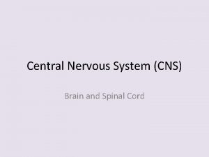 Central Nervous System CNS Brain and Spinal Cord