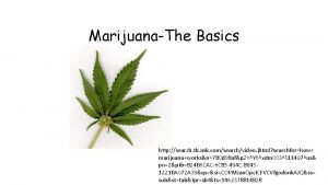 MarijuanaThe Basics http search tb ask comsearchvideo jhtml
