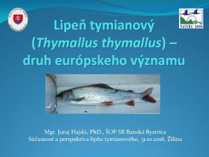 Lipe tymianov Thymallus thymallus druh eurpskeho vznamu Mgr