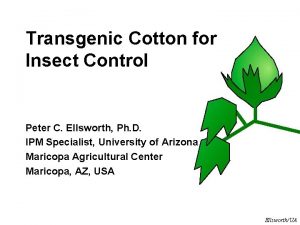 Transgenic Cotton for Insect Control Peter C Ellsworth