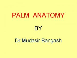 PALM ANATOMY BY Dr Mudasir Bangash SUPERFICIAL FASCIA
