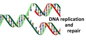 DNA replication and repair Watson and Crick noted