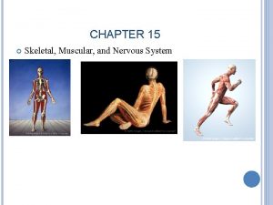 CHAPTER 15 Skeletal Muscular and Nervous System CHAPTER