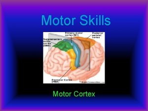 Motor Skills Motor Cortex Anatomy The motor cortex