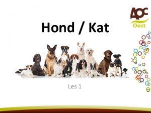 Hond Kat Les 1 Les 1 Introductie v