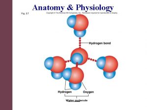 Anatomy Physiology Sixth Edition Seeley Stephens Tate CCV