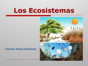 Los Ecosistemas Gustavo Baeza Rodrguez ECOSISTEMA o Conjunto