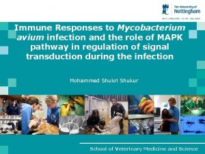 Immune Responses to Mycobacterium avium infection and the