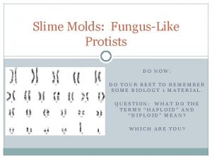 Slime Molds FungusLike Protists DO NOW DO YOUR