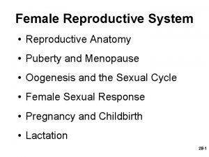 Female Reproductive System Reproductive Anatomy Puberty and Menopause