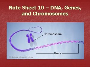 Note Sheet 10 DNA Genes and Chromosomes Cells